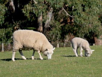 Cheviot Ewes 2019 drop with lambs at foot