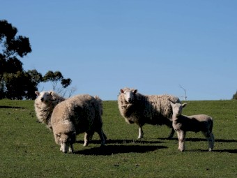 Cheviot Ewes 2019 drop with lambs at foot