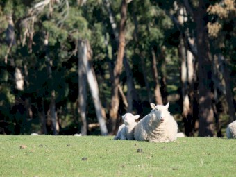 Cheviot Ewes 2019 drop with lambs at foot