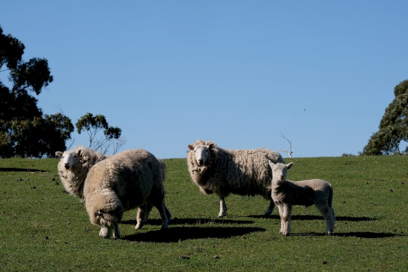 Cheviot flock. Ewes with Lambs at foot - w/ Cheviot Ram