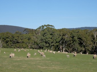 Cheviot flock. Ewes with Lambs at foot - w/ Cheviot Ram