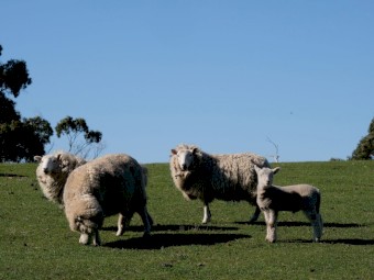 Cheviot flock. Ewes with Lambs at foot - w/ Cheviot Ram