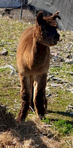 Male Intact Alpacas (5)