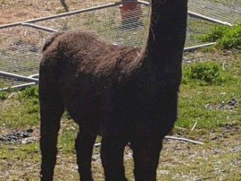 Male Intact Alpacas (5)