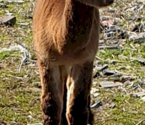 Male Intact Alpacas (5)