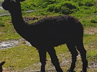 Male Intact Alpacas (5)