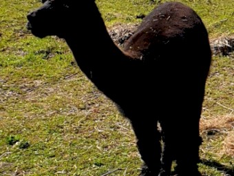 Male Intact Alpacas (5)