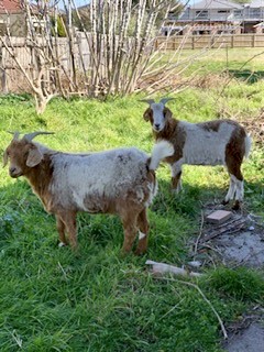 Boer Goats (2 Bucks)