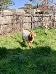 Boer Goats (2 Bucks)