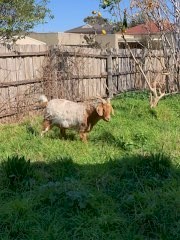 Boer Goats (2 Bucks)