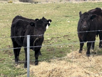 7  Angus Weaner Heifers