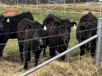 7  Angus Weaner Heifers