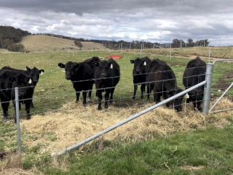 7  Angus Weaner Heifers