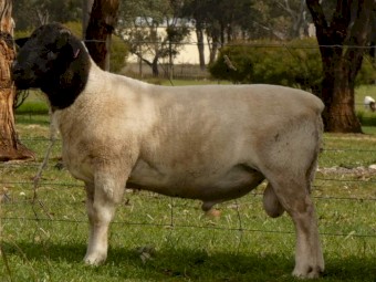 Dorper ram