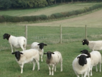 Black Dorper Sheep