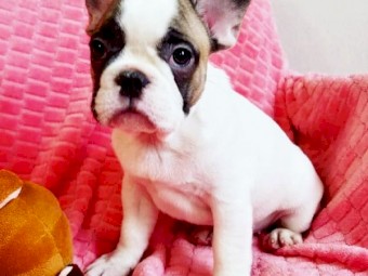 French Bulldog puppies From Professional Breeders.