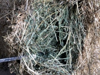 Lucerne Hay 680kg 8x4x3 Bales