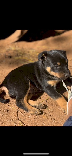 Kelpie pups