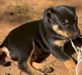 Kelpie pups