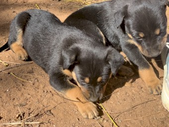 Kelpie pups