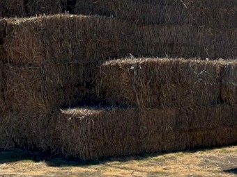 sorghum fresh 2021 (Negotiate) 