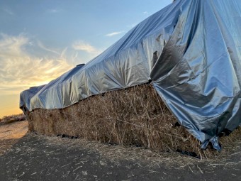 sorghum fresh 2021 (Negotiate) 