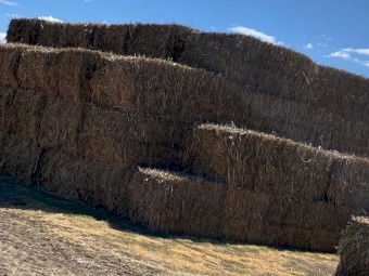 sorghum fresh 2021 (Negotiate) 