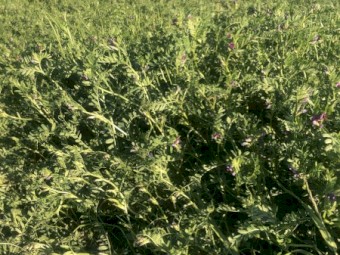 185mt Vetch Hay 600-640kg 8x4x3 Bales (New Season 21/22) - Feed Tested