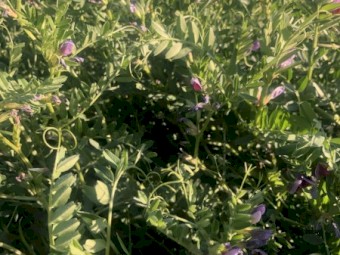 185mt Vetch Hay 600-640kg 8x4x3 Bales (New Season 21/22) - Feed Tested