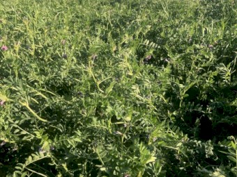 185mt Vetch Hay 600-640kg 8x4x3 Bales (New Season 21/22) - Feed Tested