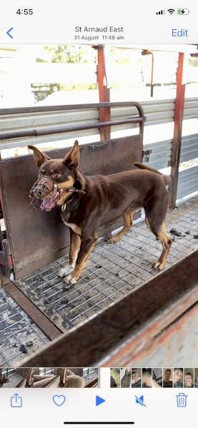 Well Started Red and Tan Kelpie Dog