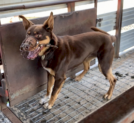 Well Started Red and Tan Kelpie Dog