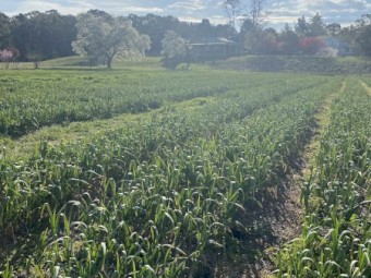 Bale Shredder/Mulcher