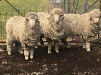 Merino Rams AI Bred 17  to 19 micron