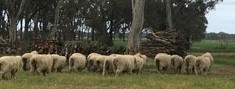 Merino Rams AI Bred 17  to 19 micron