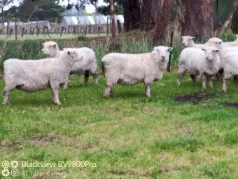 25 x Stud Southdown ewes 