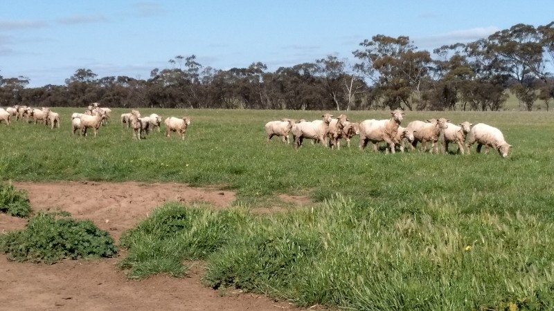 Merino Ewes 15 months old