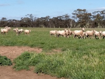 Merino Ewes 15 months old