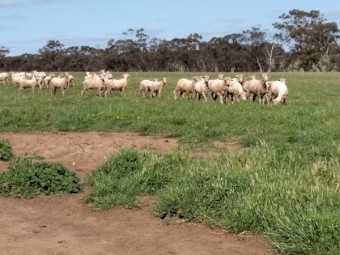 Merino Ewes 15 months old