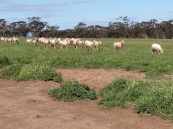 Merino Ewes 15 months old