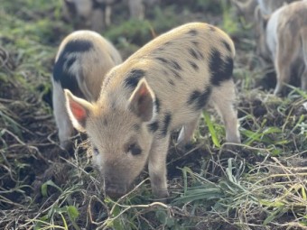 Mini piglets