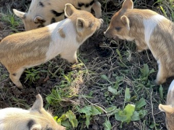 Mini piglets