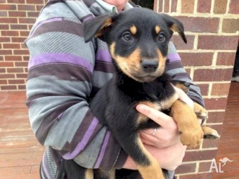 Purebred Kelpie Puppies