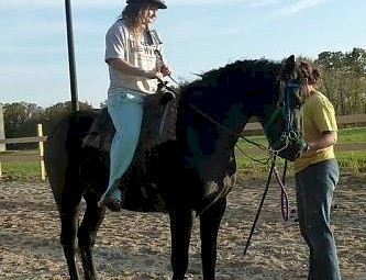 friesian gelding for sale