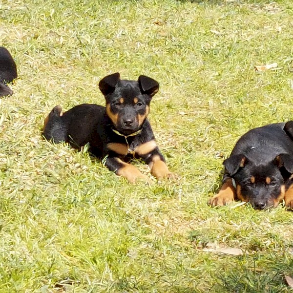 Kelpie pups