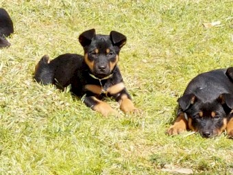 Kelpie pups