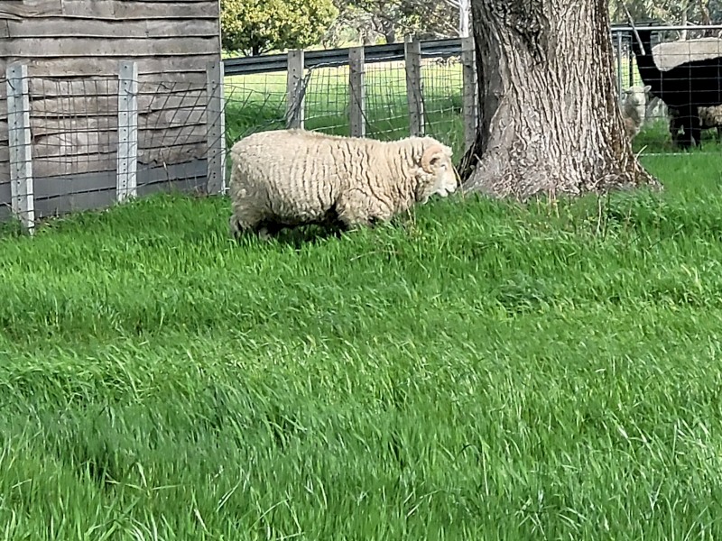 Australian white x wiltypole Ram