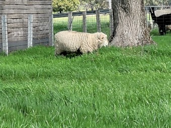 Australian white x wiltypole Ram