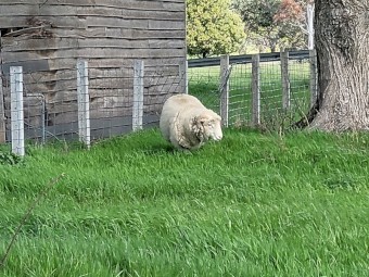 Australian white x wiltypole Ram