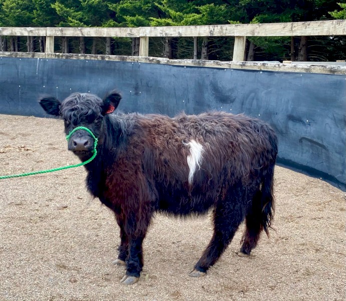 Miniature Galloway Heifer